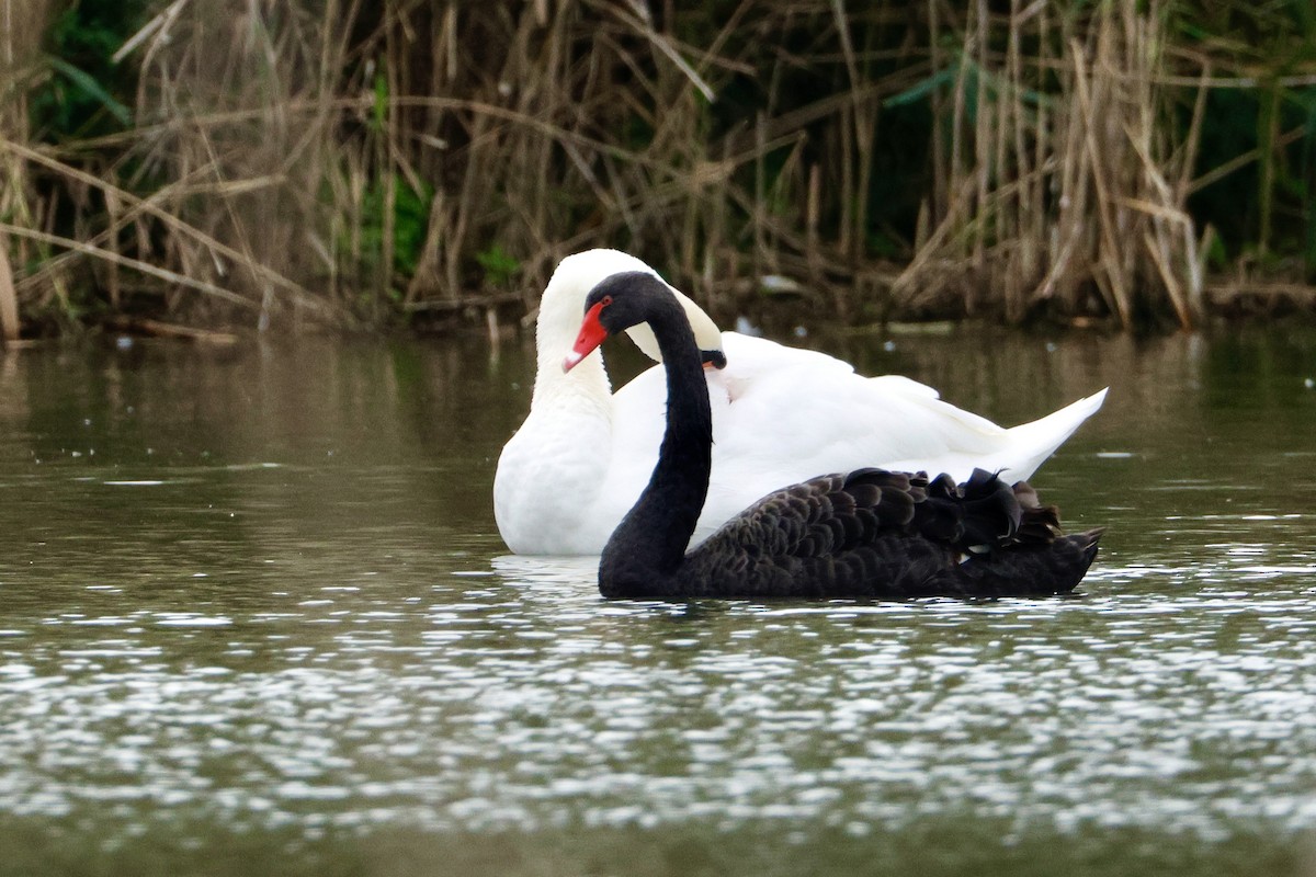 Black Swan - ML642874944
