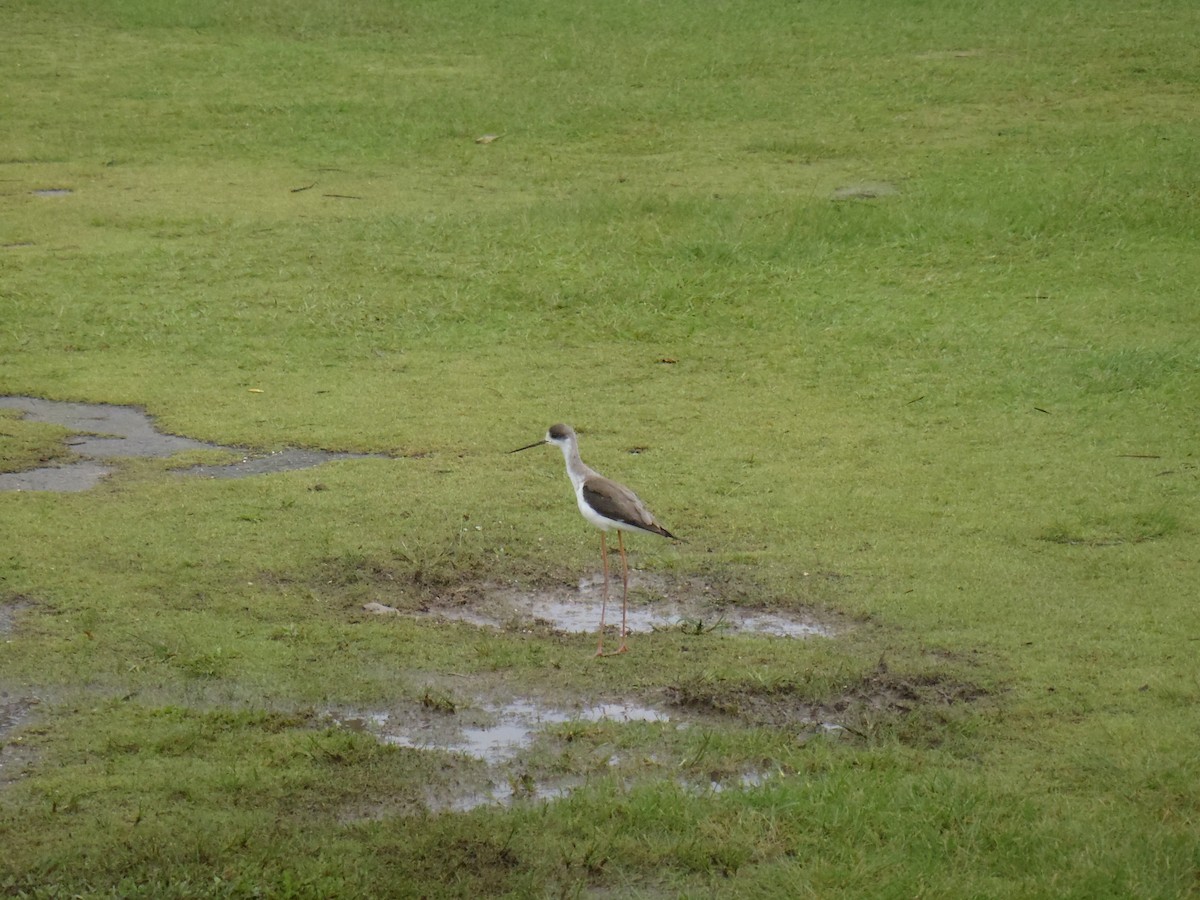 Black-winged Stilt - ML642874950