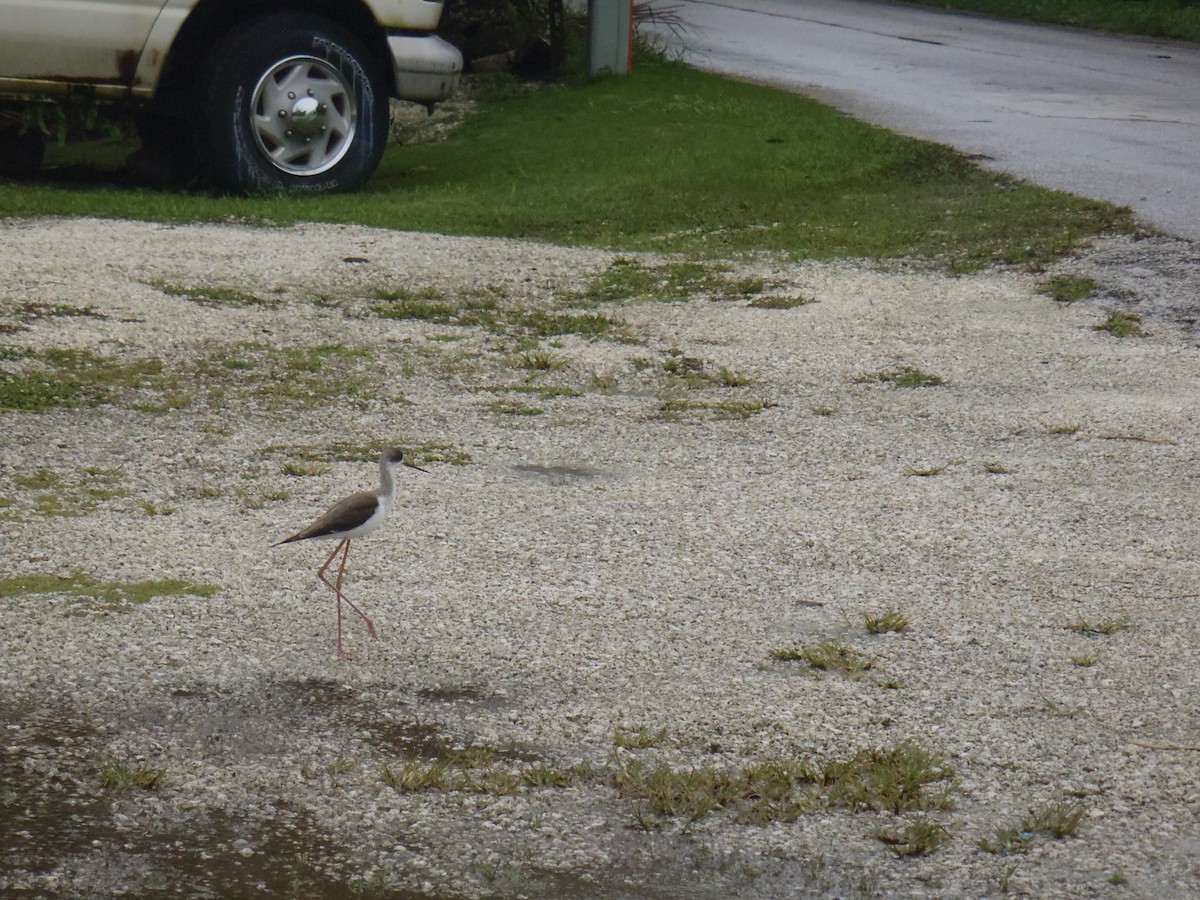 Black-winged Stilt - ML642874951