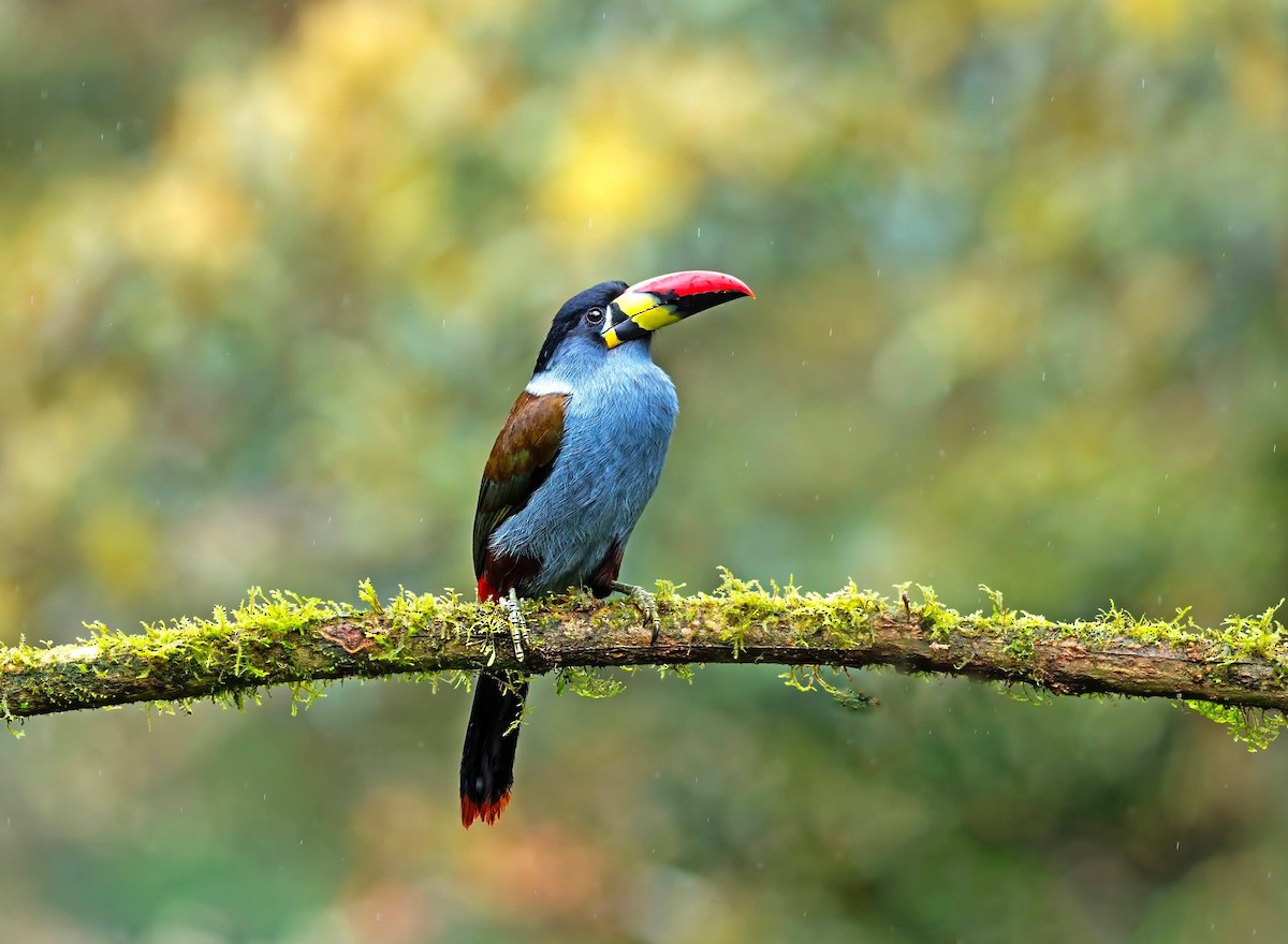 Gray-breasted Mountain-Toucan - ML642874955