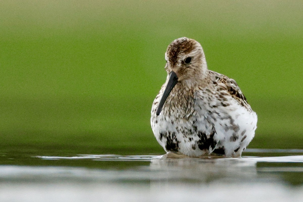 Dunlin - ML642874960