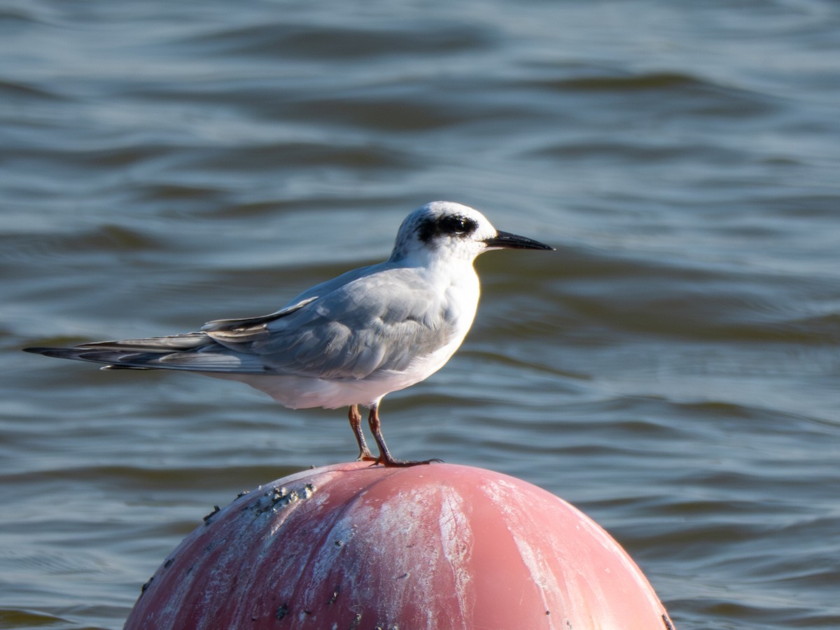 Forster's Tern - ML642874965