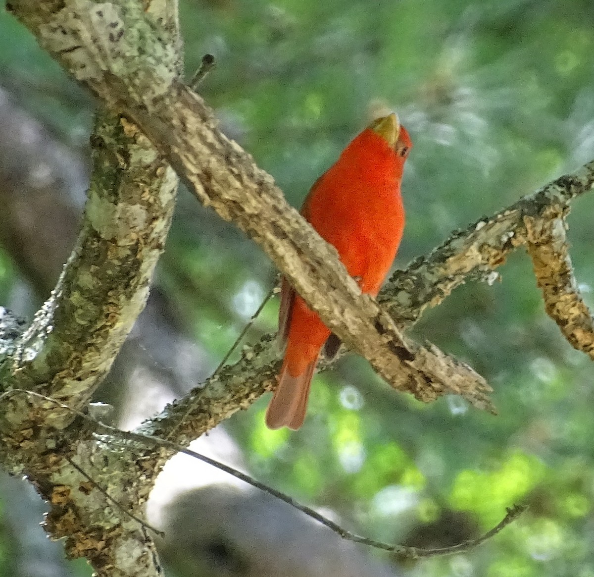 Summer Tanager - ML642874968