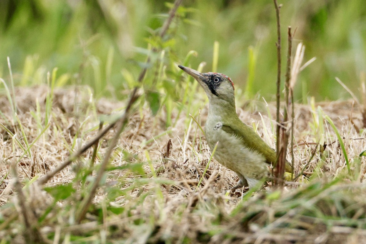 Eurasian Green Woodpecker - ML642874974