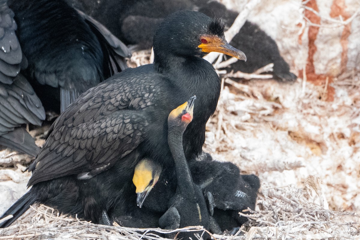 Crowned Cormorant - ML642874975
