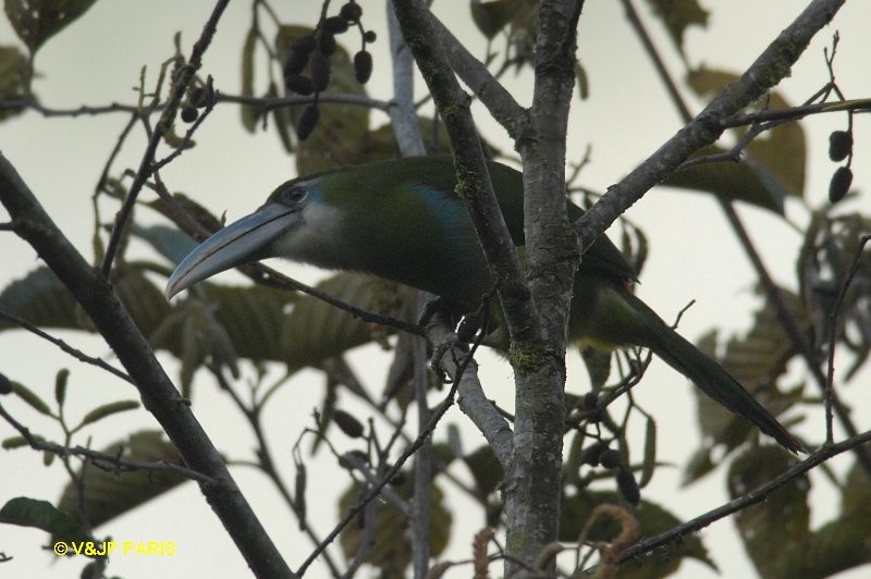 Blue-banded Toucanet - ML642874977