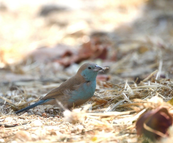 Southern Cordonbleu - ML642874981