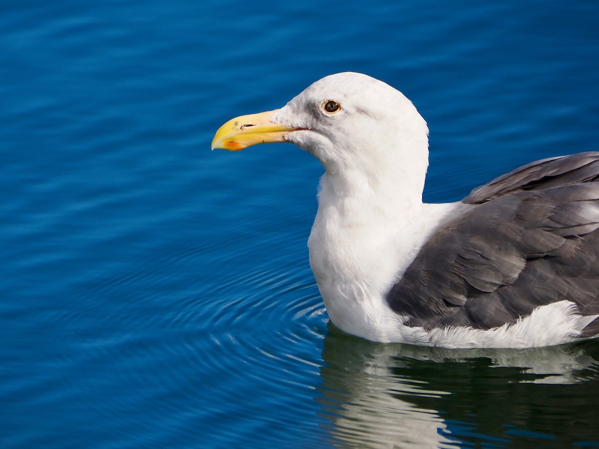 Western Gull - ML642874990