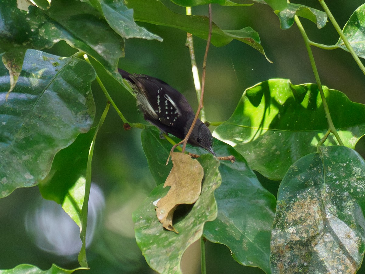 White-flanked Antwren - ML642874991