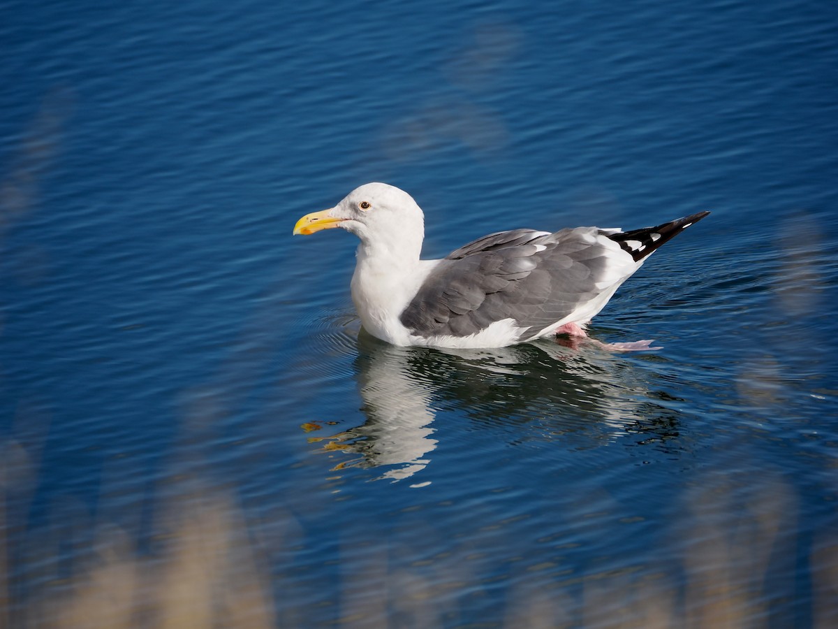 Western Gull - ML642874993