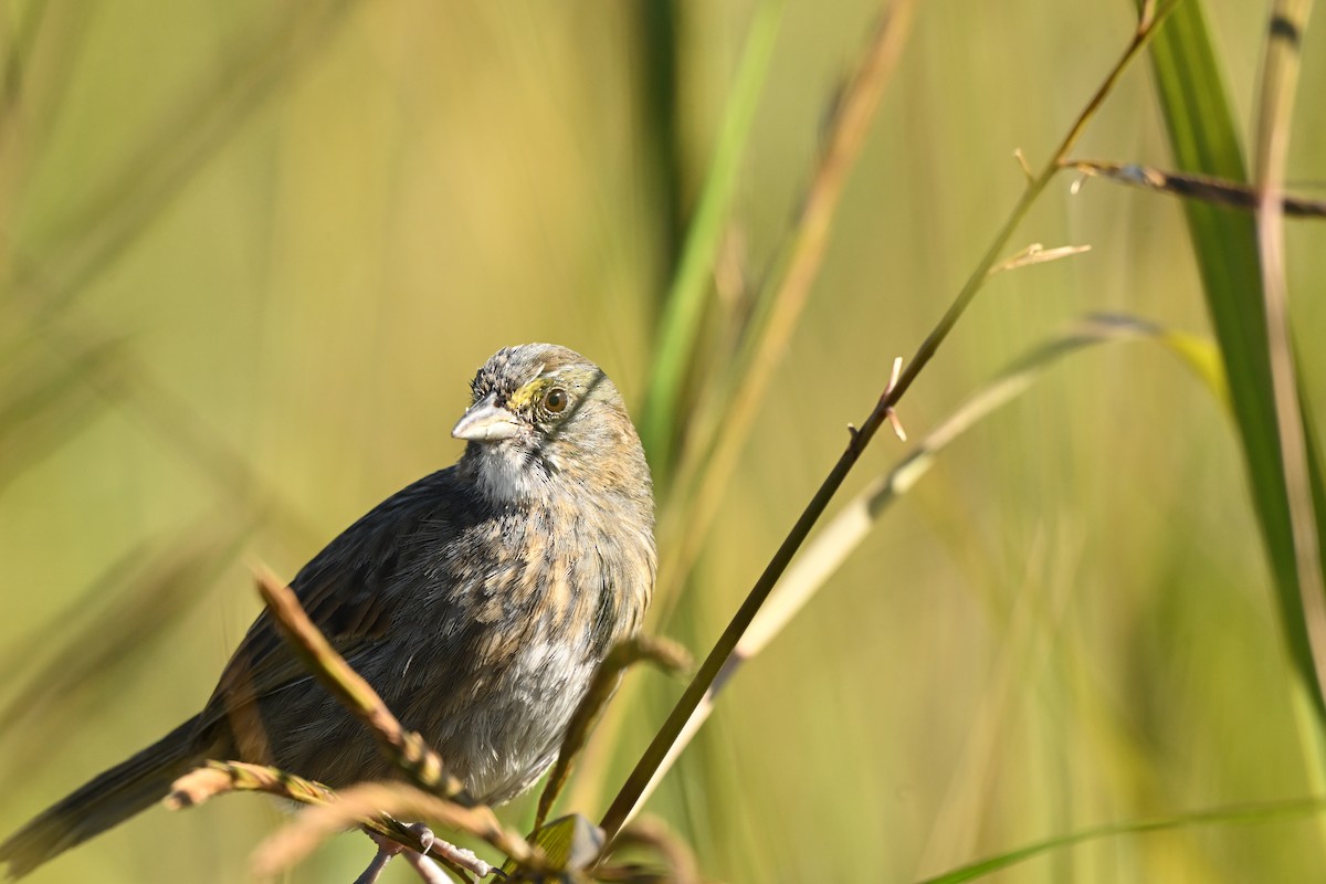 Seaside Sparrow - ML642875003