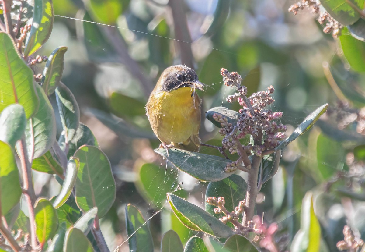 Common Yellowthroat - ML642875025