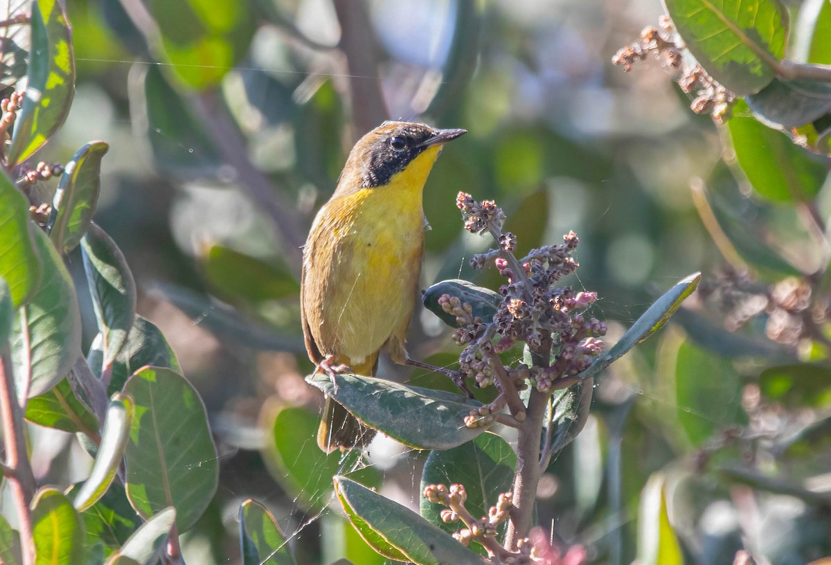 Common Yellowthroat - ML642875026