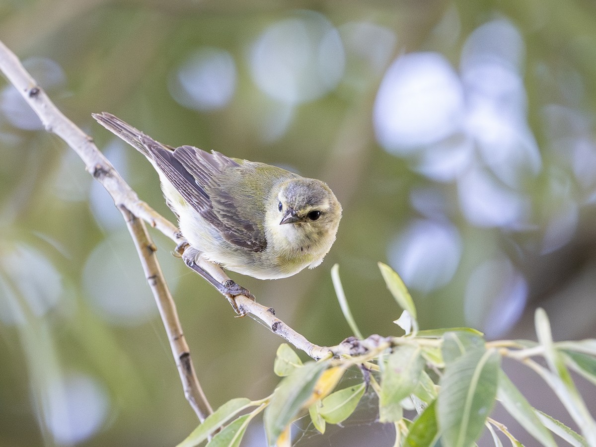 Tennessee Warbler - ML642875057