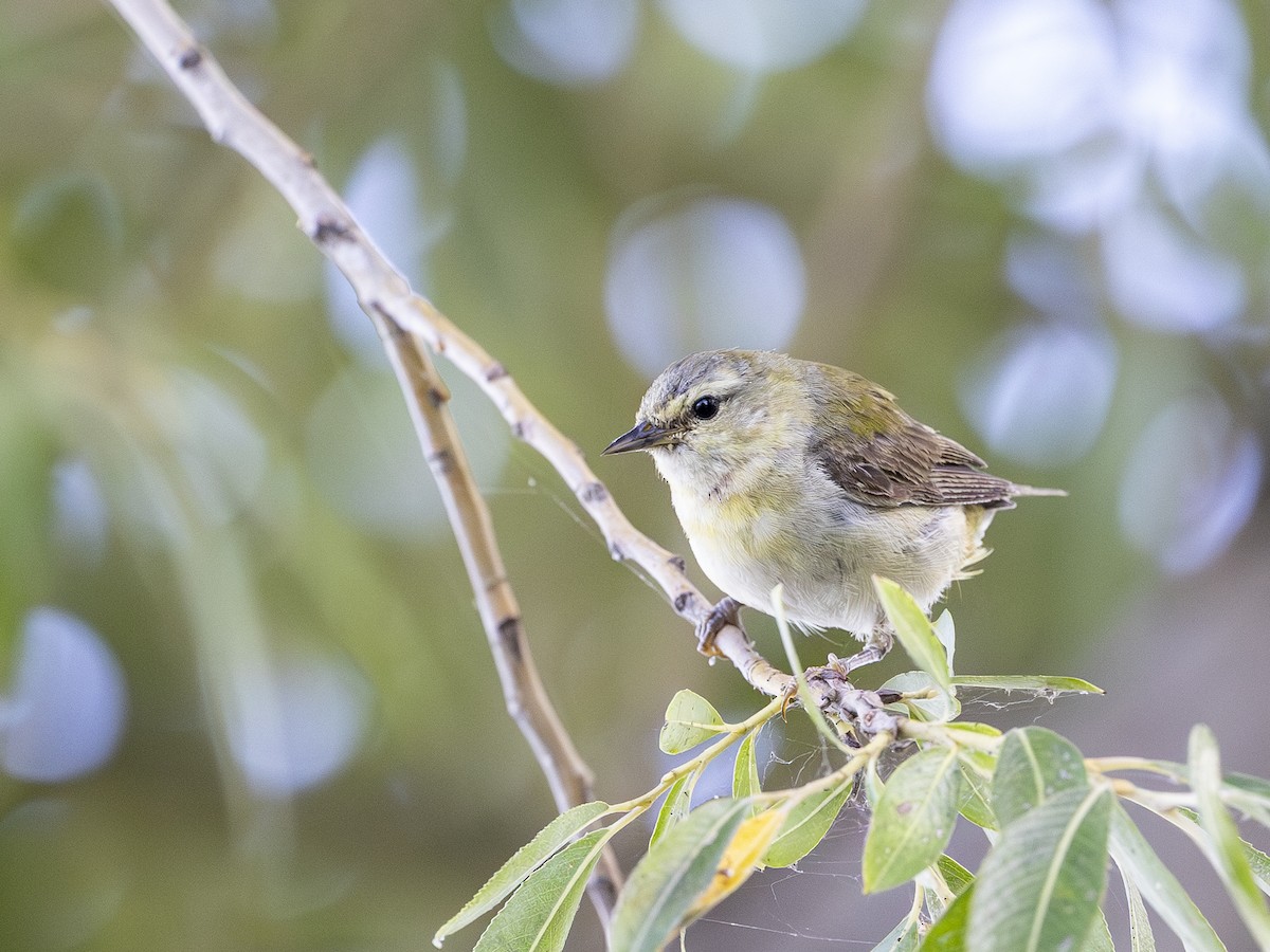 Tennessee Warbler - ML642875058