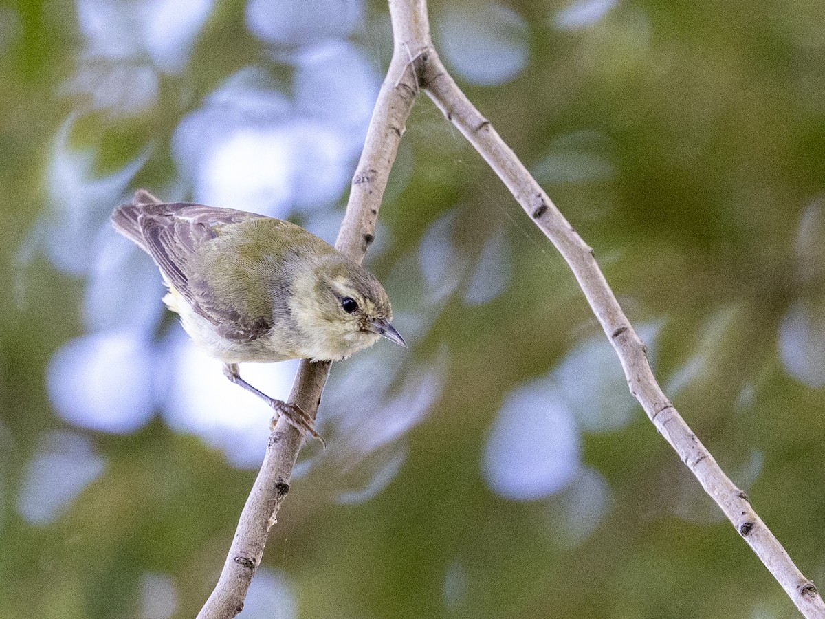 Tennessee Warbler - ML642875059