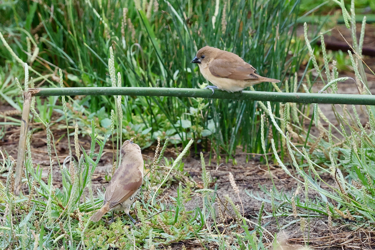 Scaly-breasted Munia - ML642875062