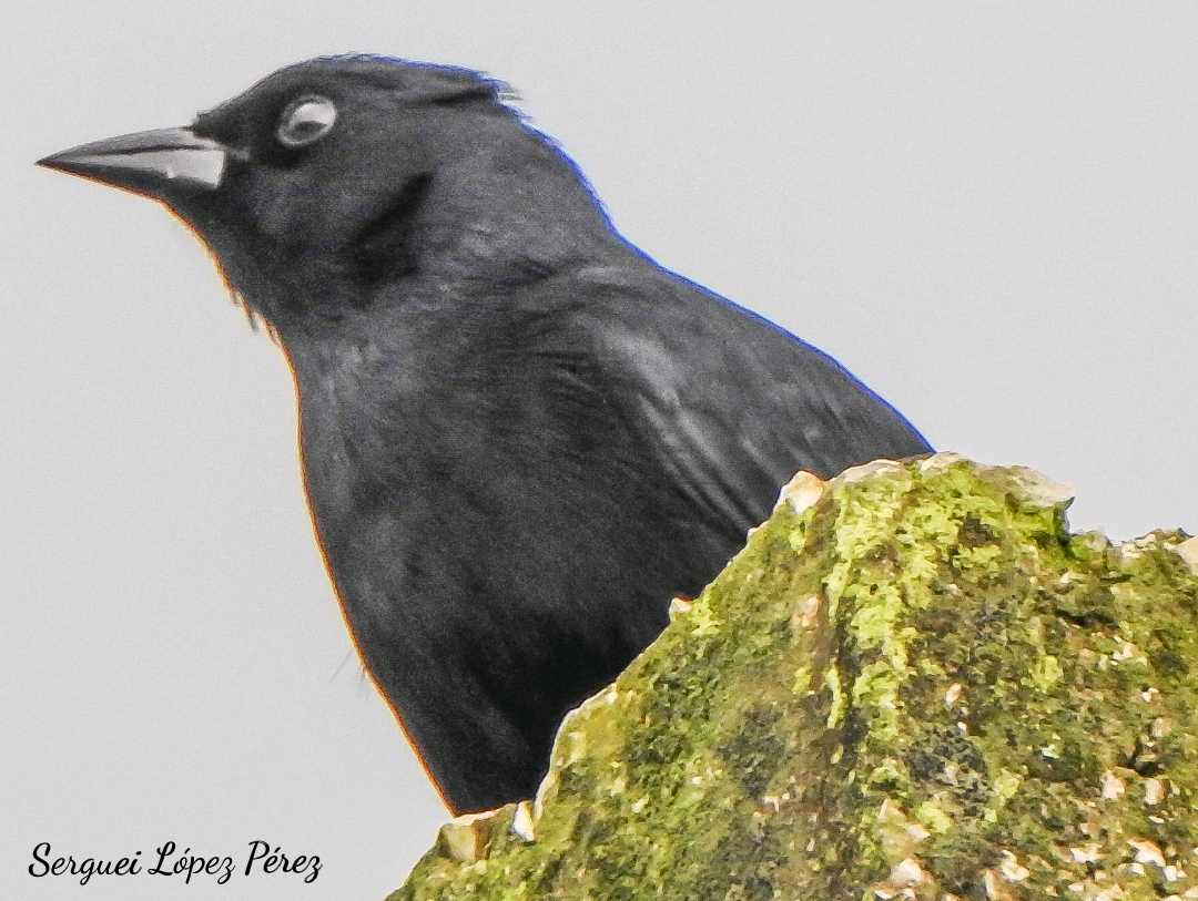 Cuban Blackbird - ML642875067