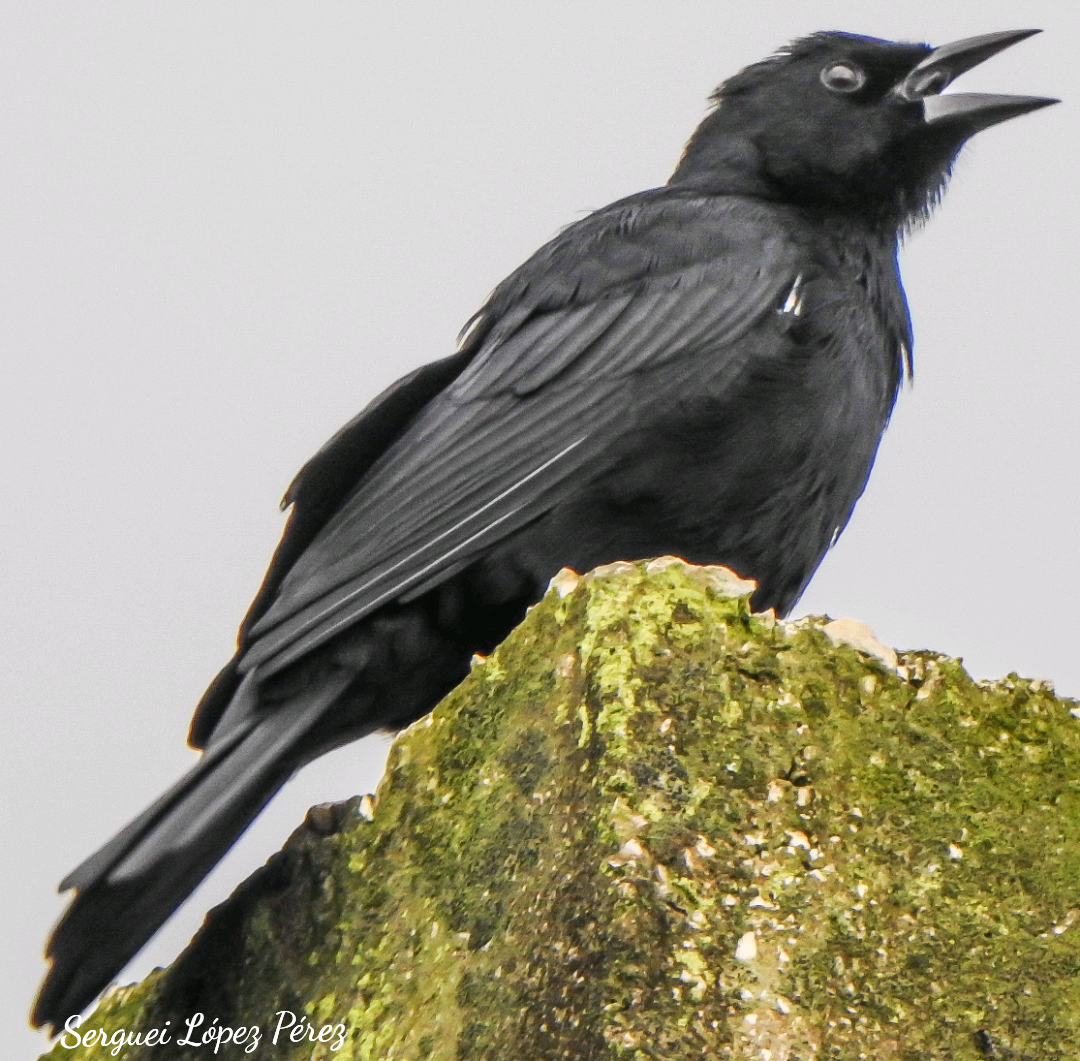 Cuban Blackbird - ML642875070