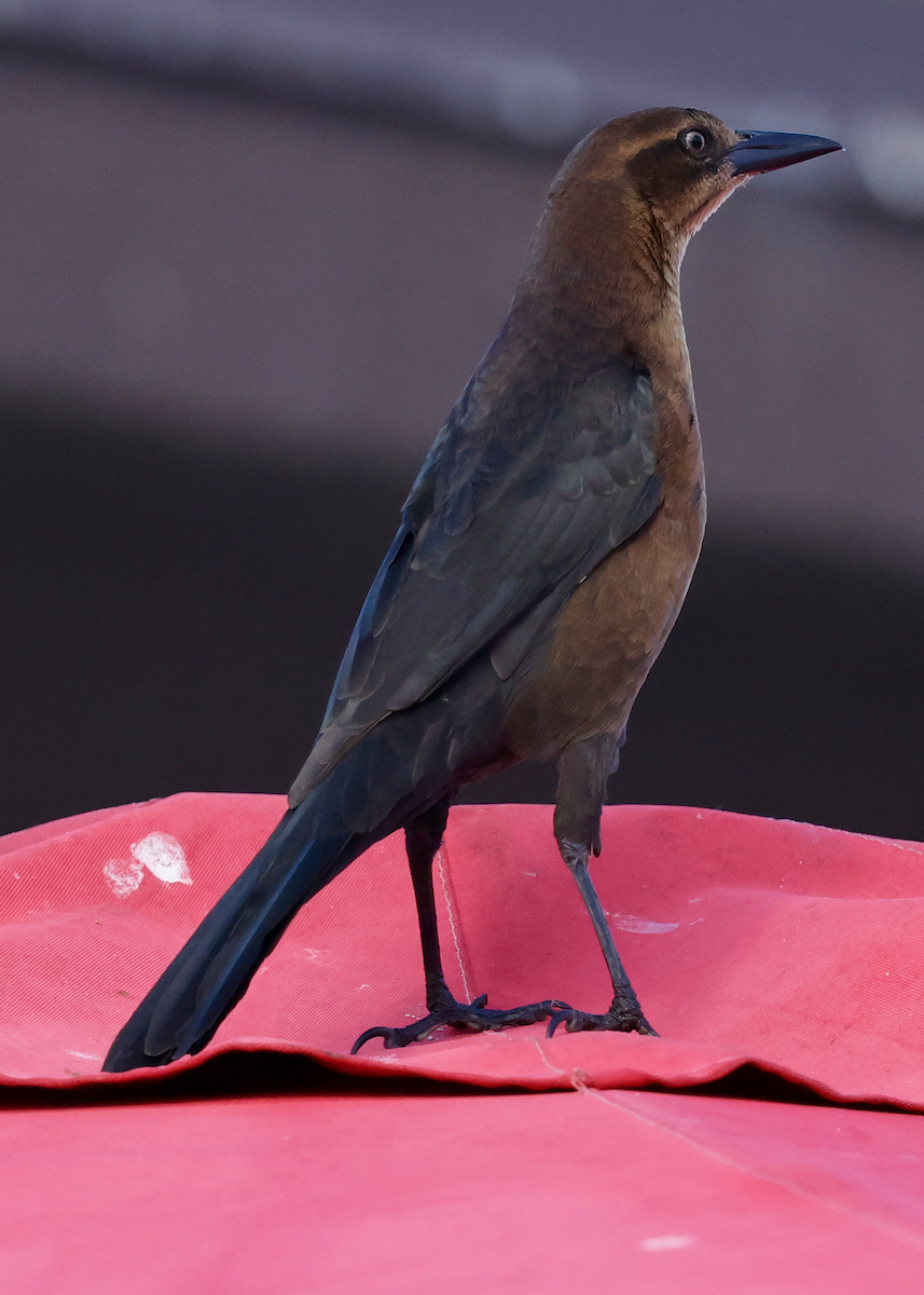 Great-tailed Grackle (Western) - ML642875081