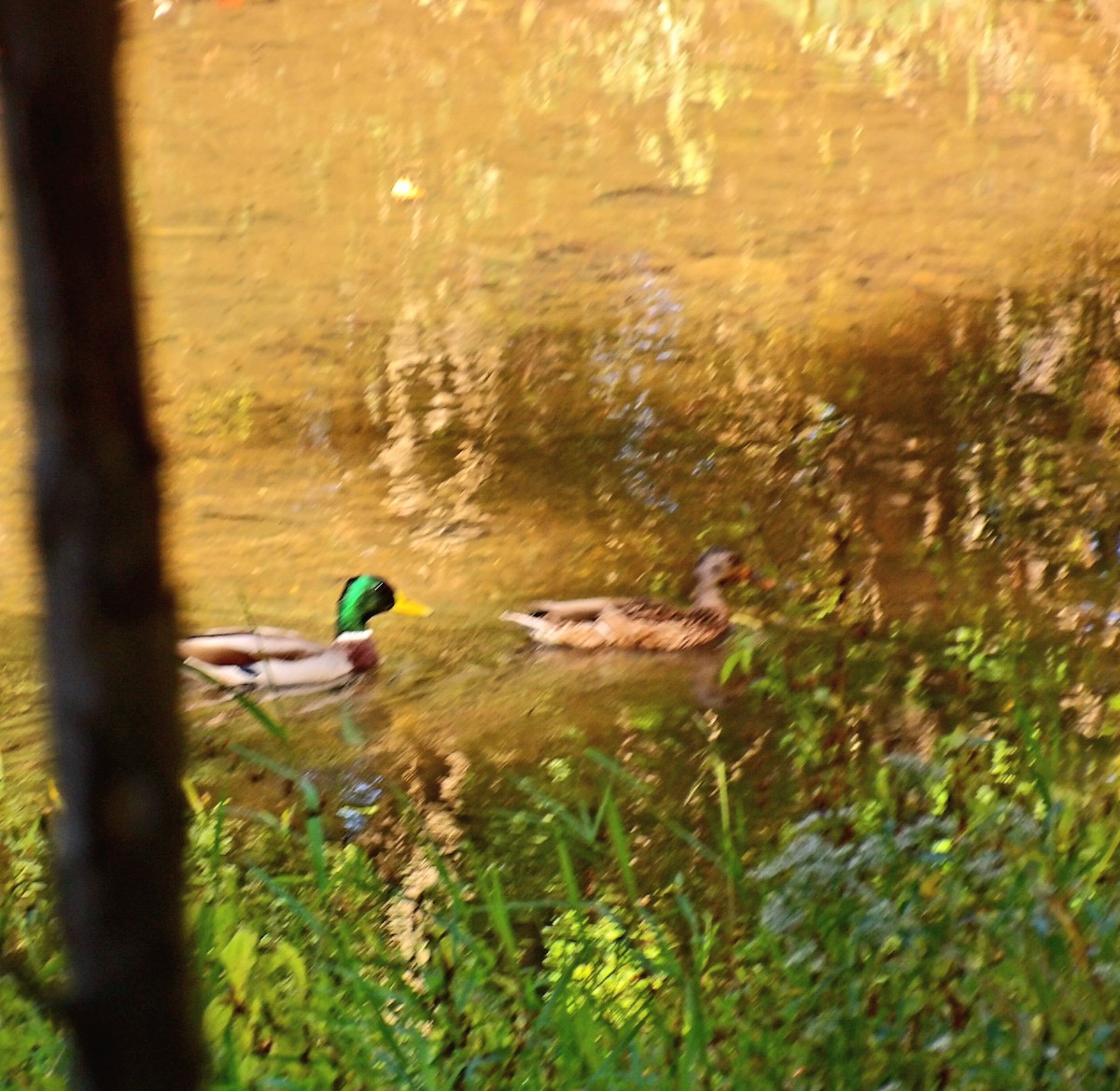 Mallard - ML642875097