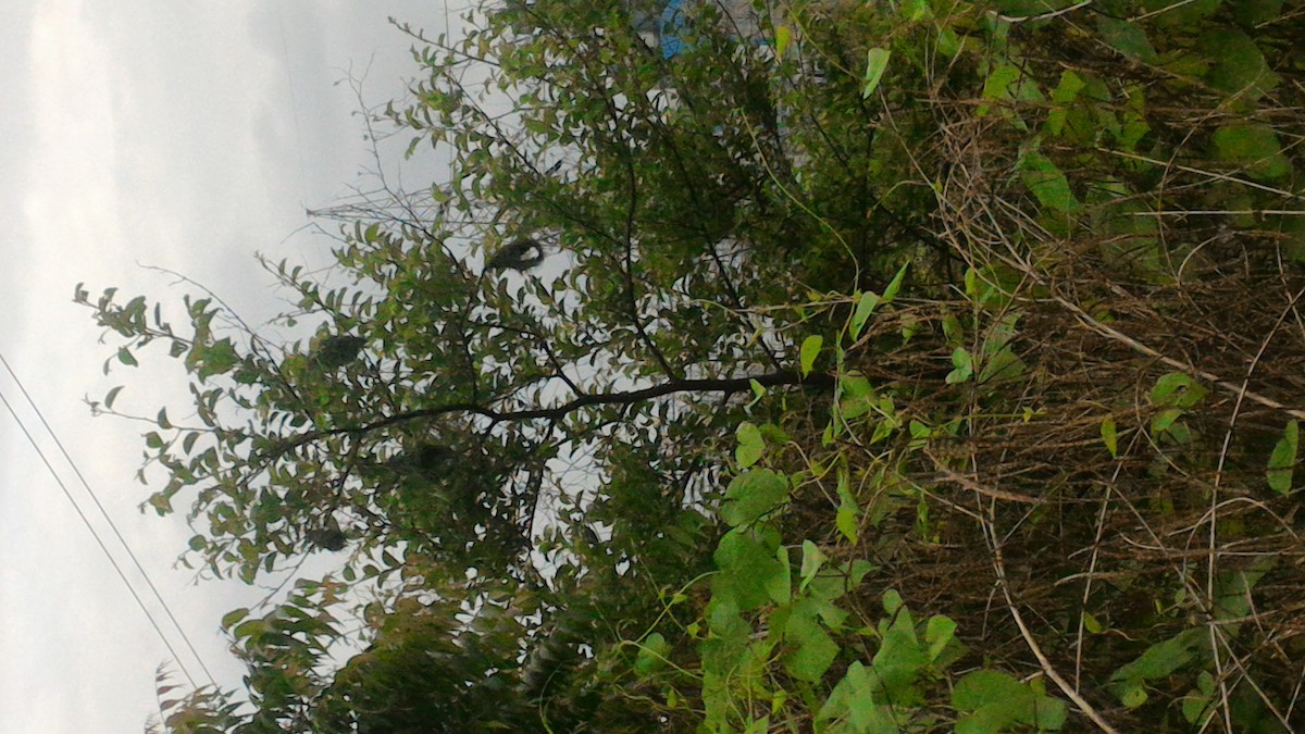 Baya Weaver - ML64287511