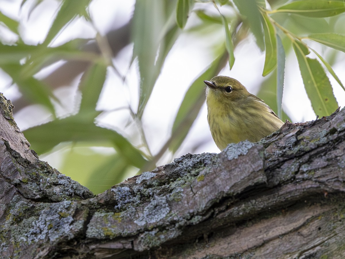 Blackpoll Warbler - ML642875112