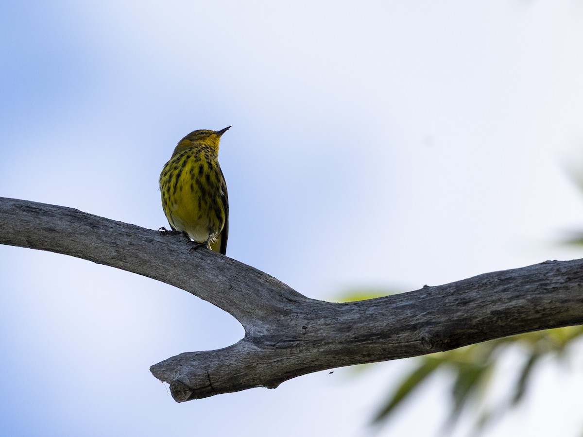 Cape May Warbler - ML642875116