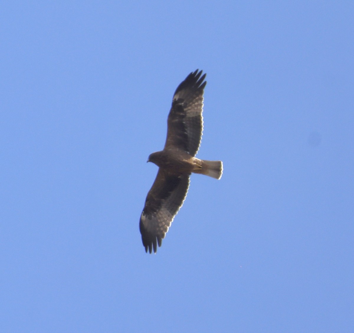 Aquila minore - ML642875119