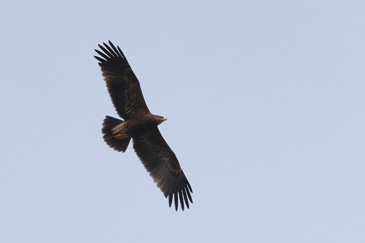 Lesser Spotted Eagle - ML642875139