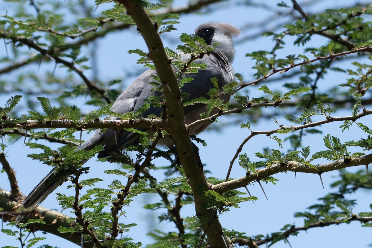 Bare-faced Go-away-bird - ML642875140