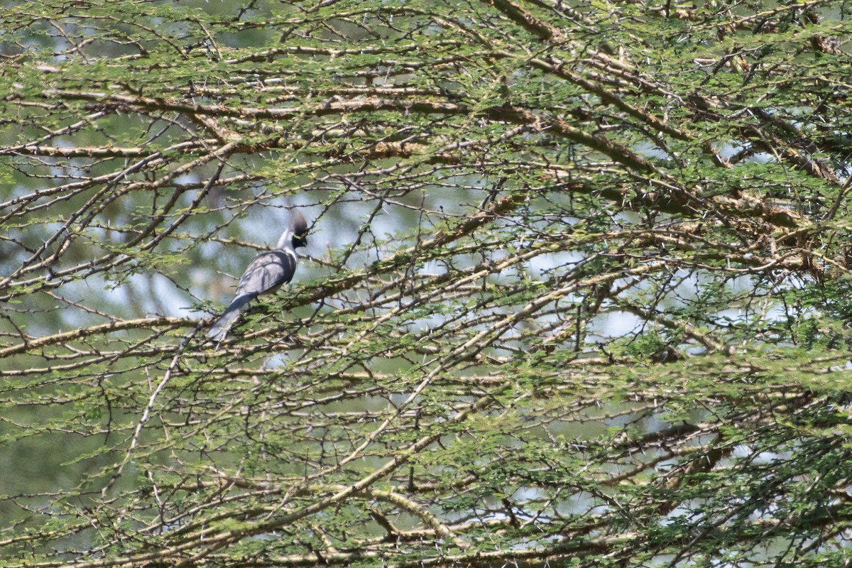 Bare-faced Go-away-bird - ML642875141