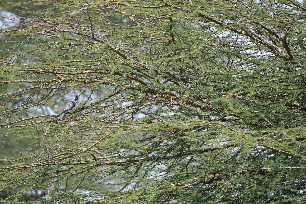 Bare-faced Go-away-bird - ML642875142