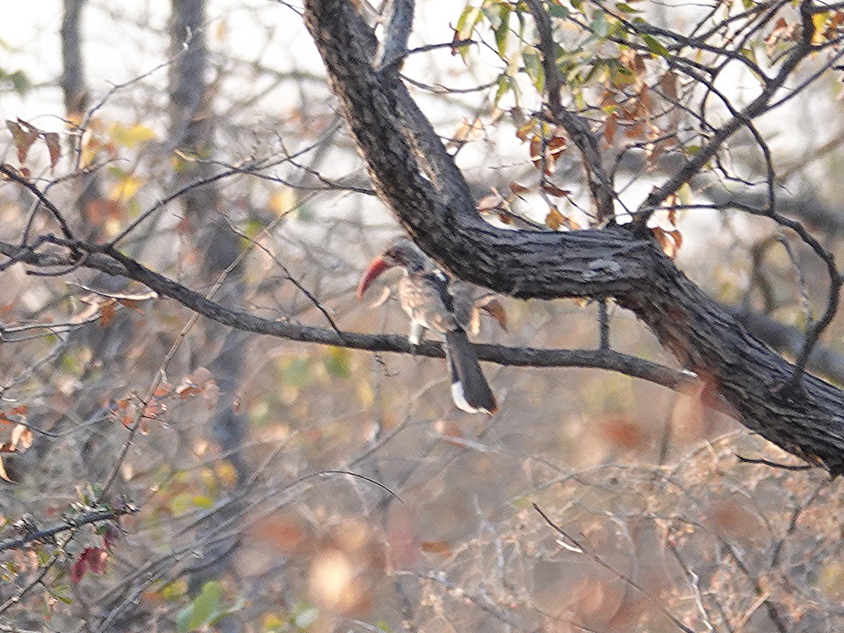 Southern Red-billed Hornbill - ML642875143