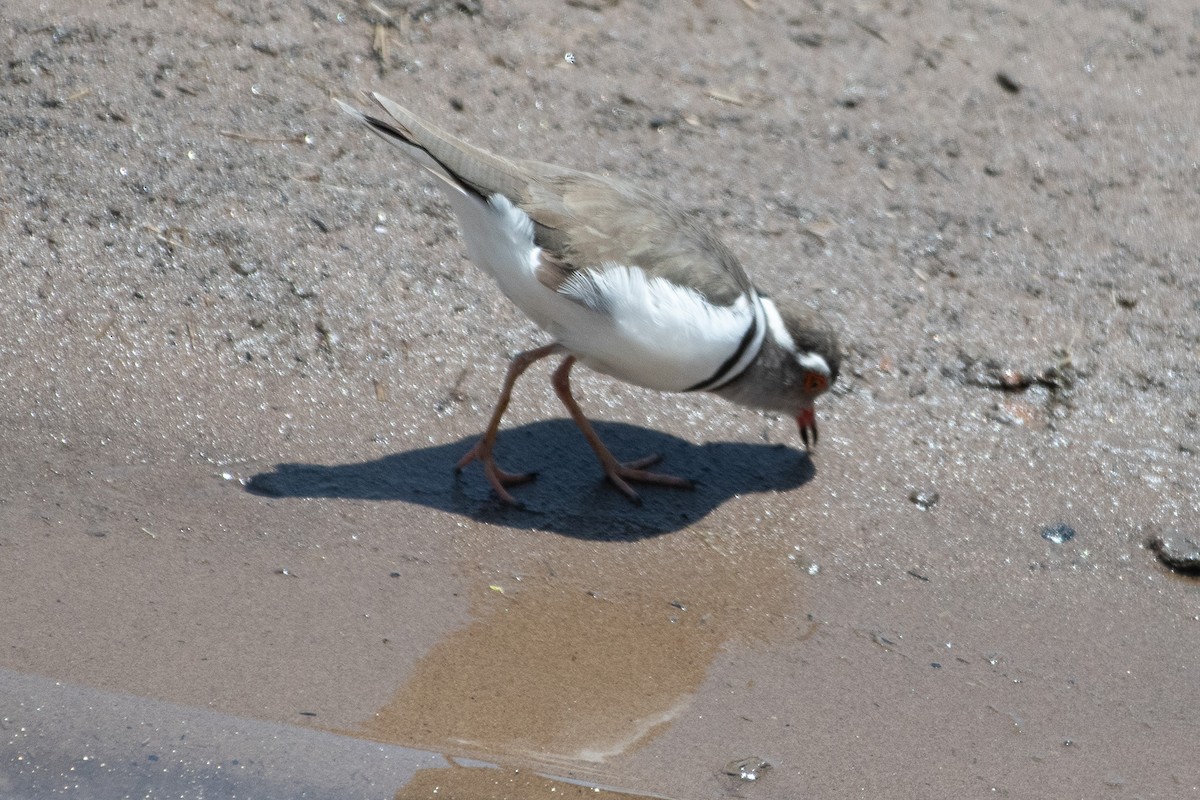 Three-banded Plover - ML642875144
