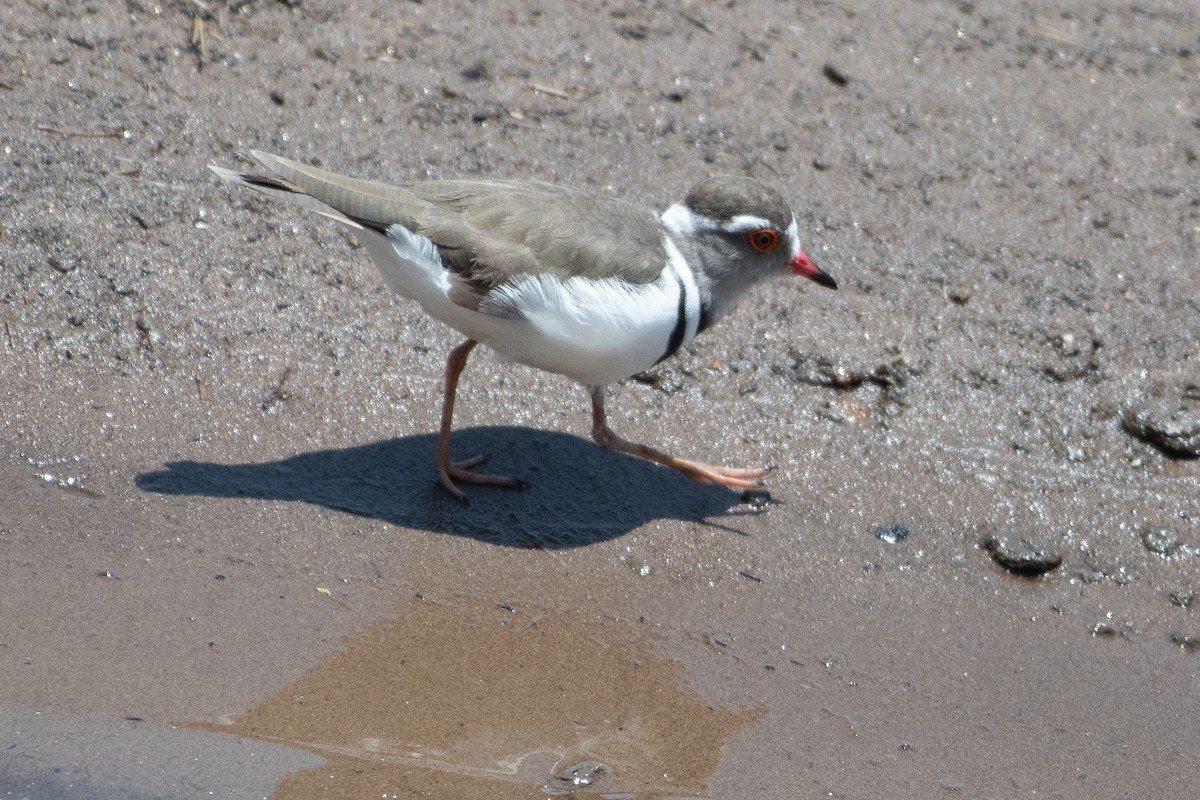 Three-banded Plover - ML642875145
