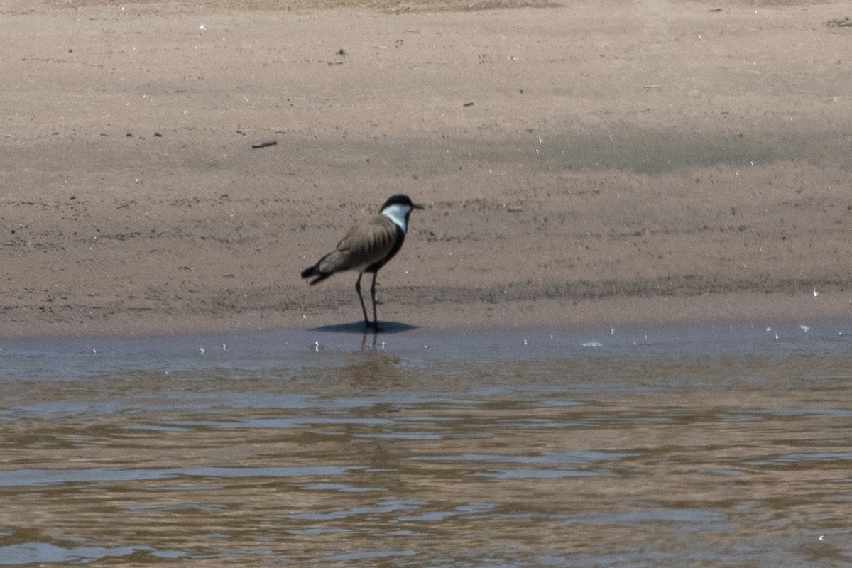 Spur-winged Lapwing - ML642875147