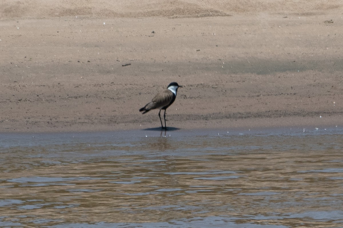 Spur-winged Lapwing - ML642875148