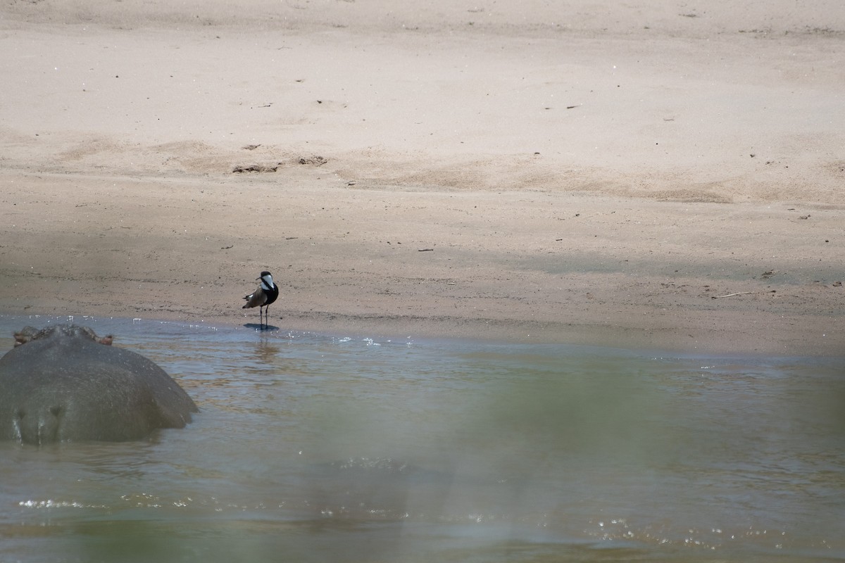 Spur-winged Lapwing - ML642875149
