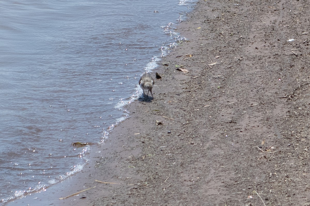Common Sandpiper - ML642875155