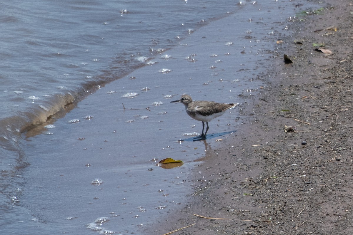 Common Sandpiper - ML642875156