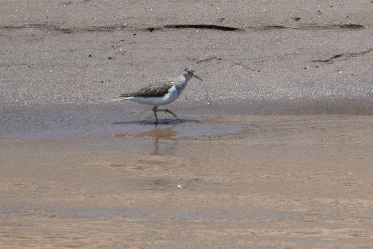 Common Sandpiper - ML642875157