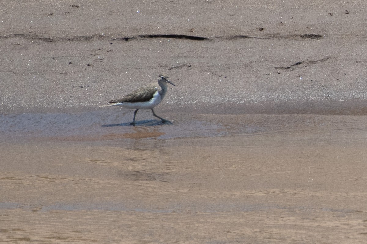 Common Sandpiper - ML642875158