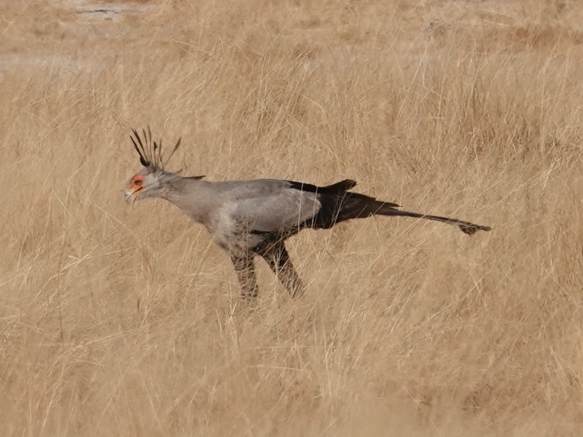 Secretarybird - ML642875162