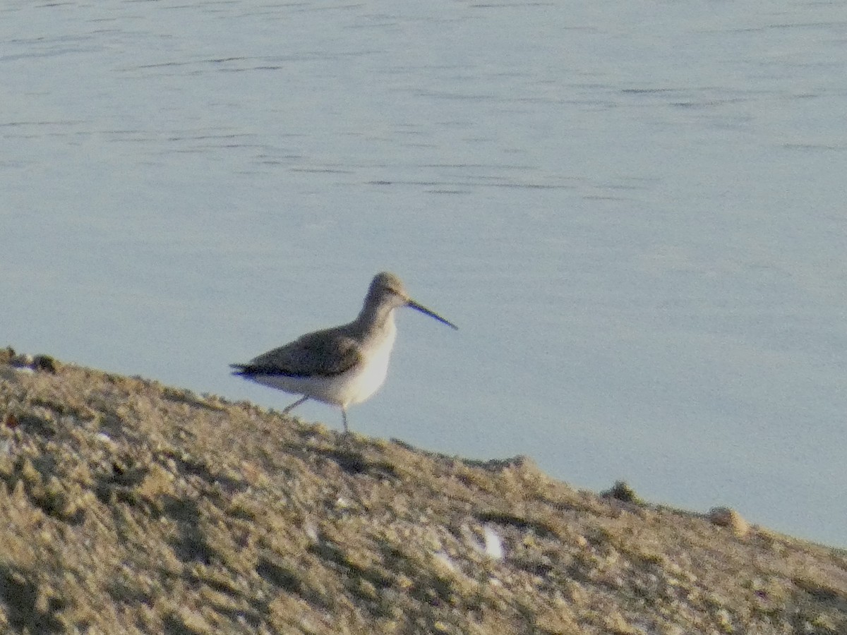 Stilt Sandpiper - ML642875169