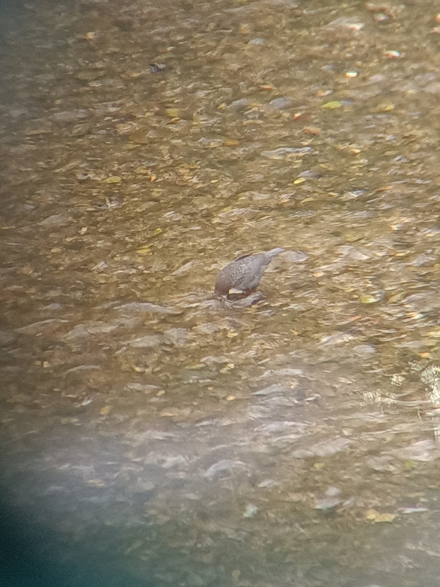 Wasseramsel - ML642875172
