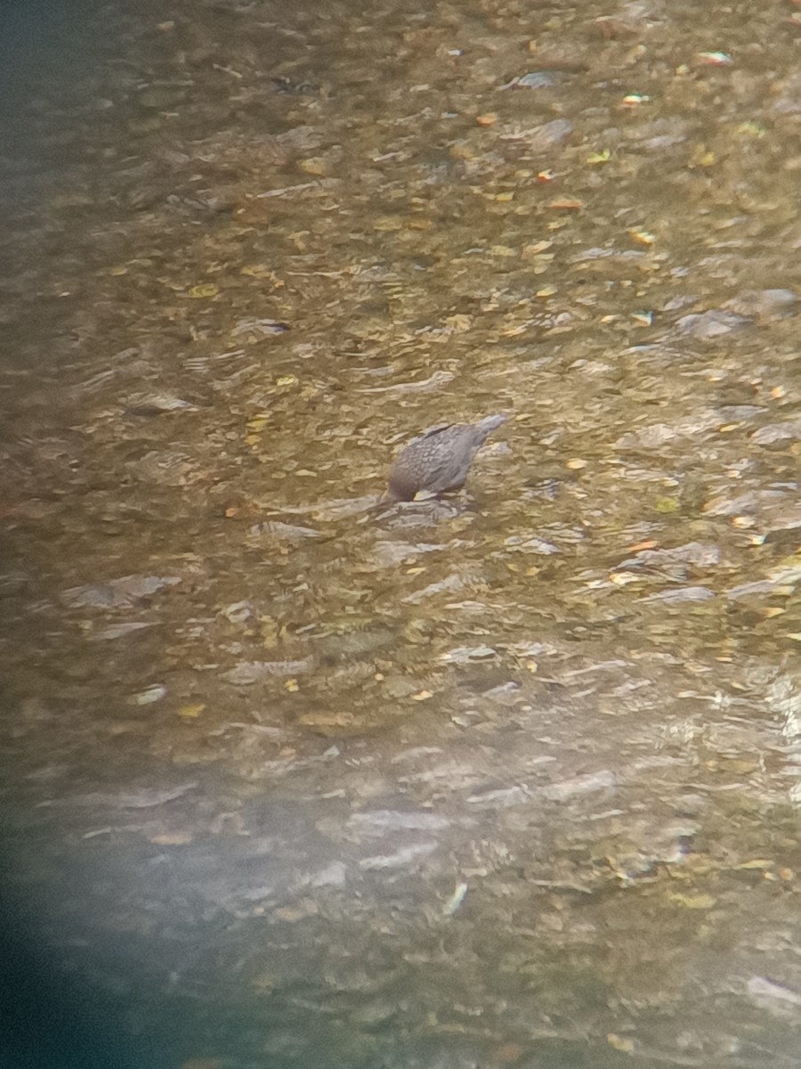 Wasseramsel - ML642875174