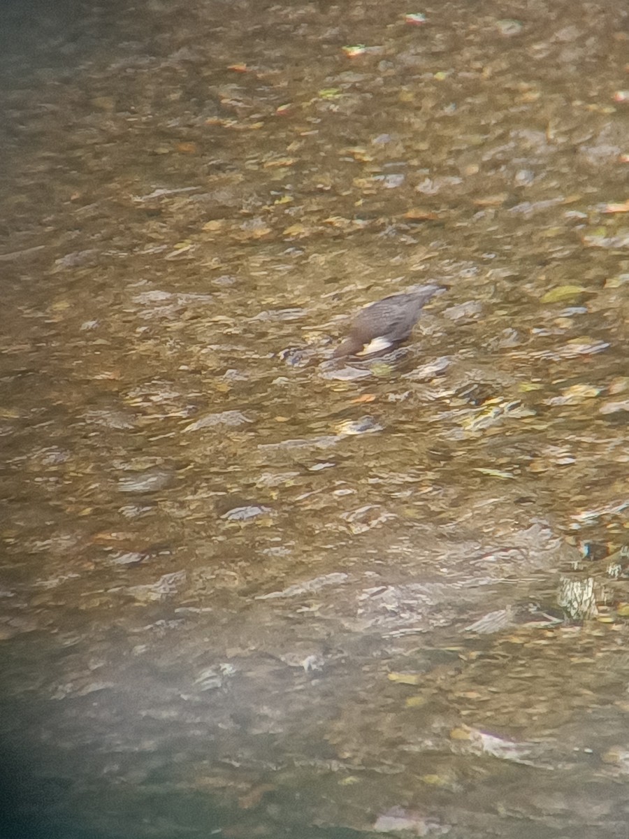 Wasseramsel - ML642875175