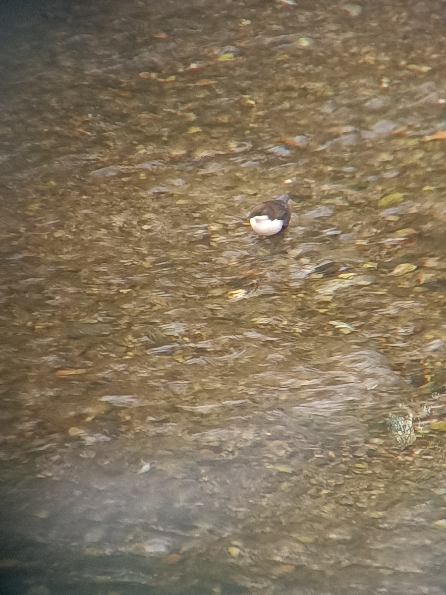 Wasseramsel - ML642875176