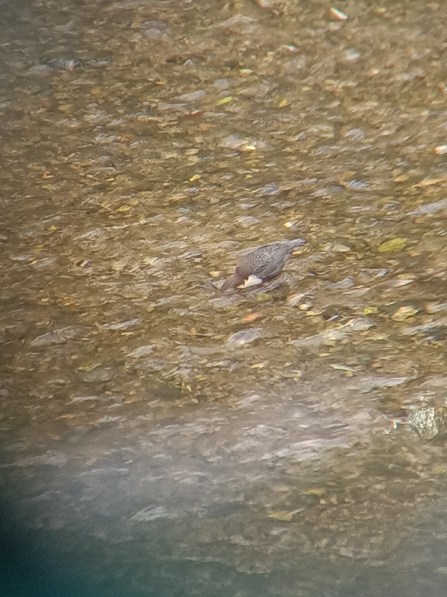 Wasseramsel - ML642875177